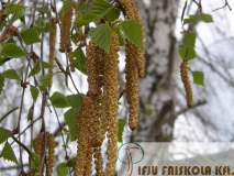 Levél: tagolatlan, friss zöld, a levelek 3-7 cm hosszúak, rombusz alakúak, levágott vagy kissé ékvállúak, kihegyesed csúcsúak, kétszeresen fűrészes