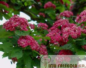 Crataegus laevigata 'Paul's Scarlet' - Piros teltvirágú galagonya Növekedés, alak: nagy bokor, vagy kis fa, nevelést l függ en esetleg több