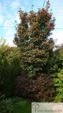 Crataegus lavallei 'Carrierei' - Fényeslevelű galagonya Növekedés, alak: nagy bokor, vagy kis fa, maximum 7 m magasra n, koronája id s korban lapított,