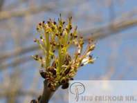 Fraxinus angustifolia 'Raywood' - Keskenylevelű kőris Növekedés,
