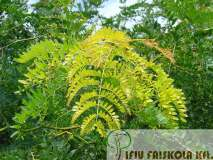 Gleditsia triacanthos 'Sunburst' - Sárgalevelű lepényfa Növekedés, alak: az alapfajhoz hasonló habitusú, de annál kisebb,