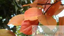 Malus Hopa Vörös levelű díszalma Növekedés, alak: 4-6 m magas és széles kis fa,
