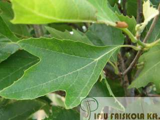 Platanus occidentalis 'Alpen's Globe' - Gömbkoronájú platán Növekedés, alak: gyengén növeked fajta,