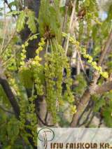 Quercus robur 'Fastigiata' - Oszlopos tölgy Növekedés, alak: 15-20 m magasra növ, széles oszlop/keskeny kúp alakú, kocsányos tölgyfajta.