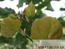 Tilia cordata 'Greenspire' - Kislevelű hárs Növekedés, alak: 12-20 m magas, ovális/tojásdad habitusú kislevelű hársfajta. Kérge sötétbarna, vessz i vörösesbarnák.