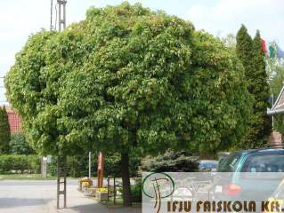 Acer platanoides 'Globosum' Gömbjuhar Növekedés, alak: a korai juhar közismert gömb alakú