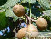 Aesculus carnea 'Briotii' - Vadgesztenye Növekedés, alak: közepesen nagy fa, kerekded, zárt