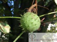 Aesculus hippocastanum Közönséges vadgesztenye Növekedés, alak: Magasra boltozott