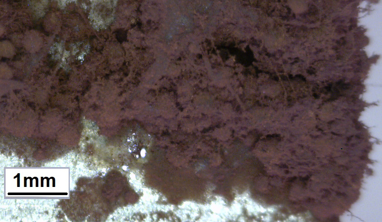 ábra) a felületen számottevő változások nincsenek. Az A oldatban képződött biofilm (6.