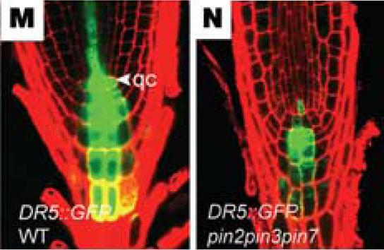 A poláris auxin transzport mechanizmusinak feltérképezése: példa a génfúziós riporterkonstrukciók használatára ProDR5:GFP fúziós konstrukció auxin reszponzív promóter: magas auxin koncentráció