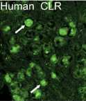 aktiváló polipeptid, SP: P-anyag, TRIG: ganglion trigeminale 3. ábra.