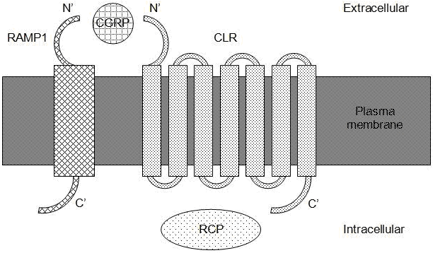 mrns jelenlétét demonstrálták (Edvinsson et al. 1997). Szisztematikusan végrehajtott vizsgálatainkban a humán TRIG-ban CGRP-R 1 mrns jelenlétét igazoltuk (Tajti et al. 1999).