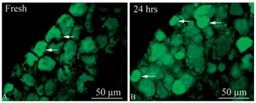 nem adtak SP-ir-t. (Kalibráció = 50 µm) Rövidítés: ir: immunreaktivitás, SGC: satellita glia sejt, SP: P-anyag, TRIG: ganglion trigeminale 27. ábra (A, B).