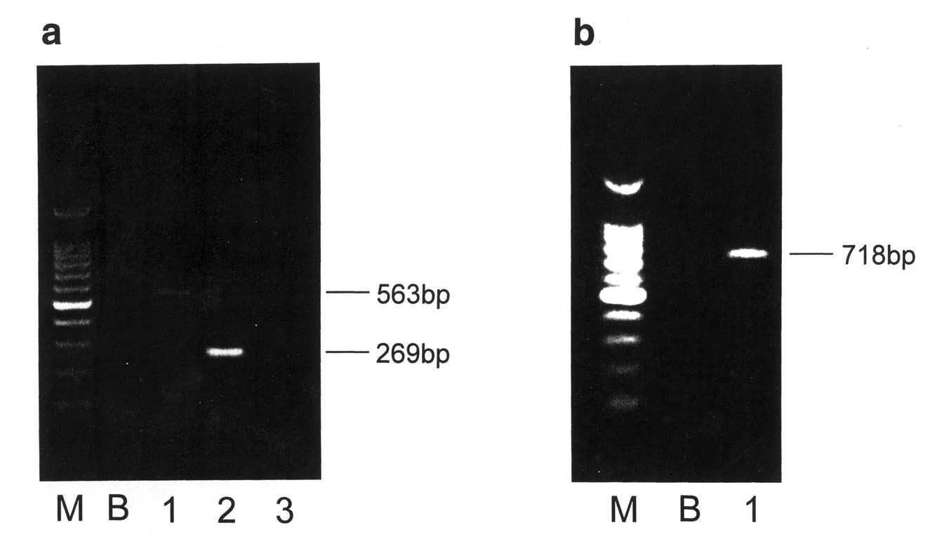 35. ábra (a, b).