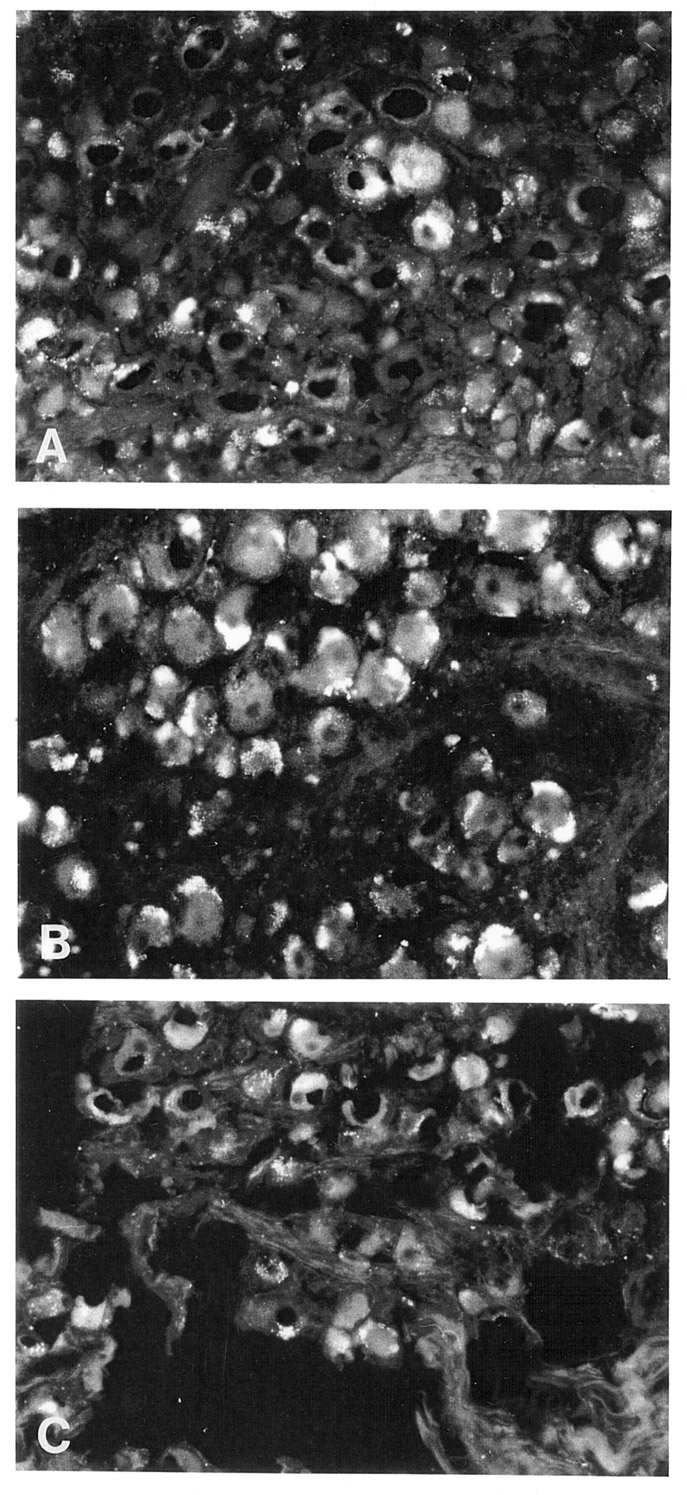 36. ábra (A, B, C).