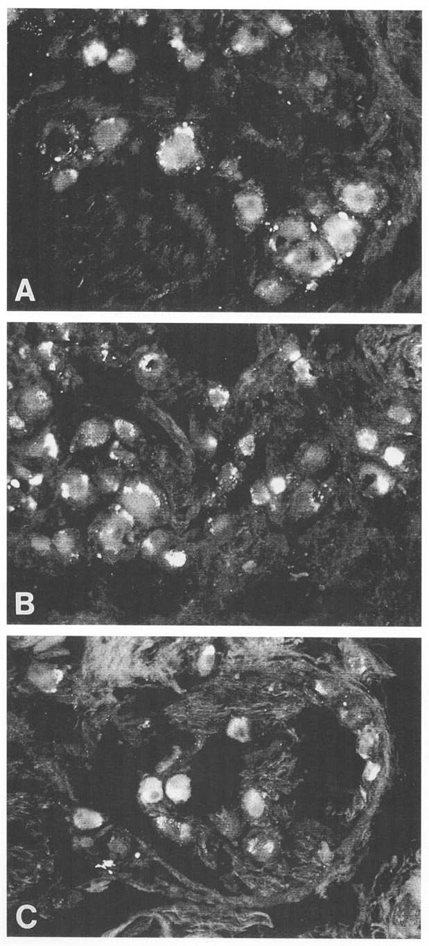 37. ábra (A, B, C).