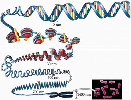 A DNS-molekula rugalmas!