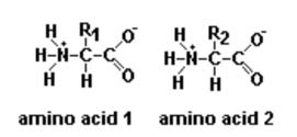 3. Fehérjék: peptid kötéssel egybekapcsolt biopolimérek Funkció: az