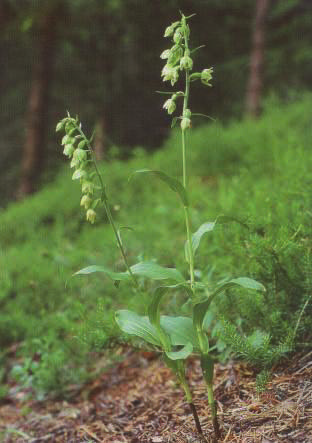 14 Nagy: A Mecsek Epipactis fajai 10. ábra.