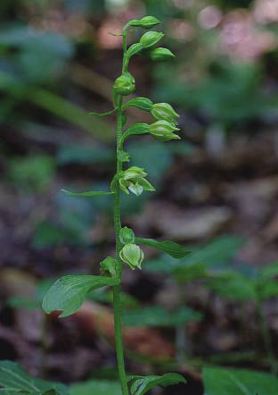 e Acta Nat. Pannon. 2 (1) 2011 17 13. ábra. A morvai nőszőfű előfordulása a Mecsek hegységben Fig. 13. Localities of Epipactis moravica in Mecsek Mountains Morvai nőszőfű (E.