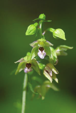 18 Nagy: A Mecsek Epipactis fajai 14 ábra. Az Epipactis helleborine subsp. minor előfordulása a Dél Zselicben Fig. 14. Localities of Epipactis helleborine subsp.