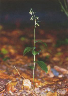 Localities of Epipactis voethii in Mecsek area Vöth nőszőfű (E.