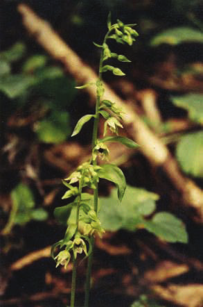 10 Nagy: A Mecsek Epipactis fajai 6. ábra. A mecseki nőszőfű előfordulása a Mecsek hegységben Fig. 6. Localities of Epipactis mecsekensis in Mecsek Mountains Mecseki nőszőfű (E.