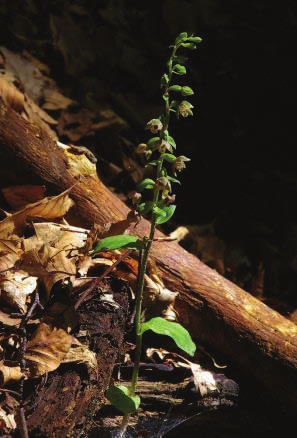 e Acta Nat. Pannon. 2 (1) 2011 11 7. ábra. A Norden nőszőfű előfordulása a Mecsek térségben Fig. 7. Localities of Epipactis nordeniorum in Mecsek Mountains area Norden nőszőfű (E.