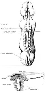 OSBORN) Primer neuruláció Szekunder neuruláció, retrogresszív differenciálódás Ventrális indukció Neuronális proliferáció, differenciálódás, hisztogenezis Celluláris migráció Neuronális