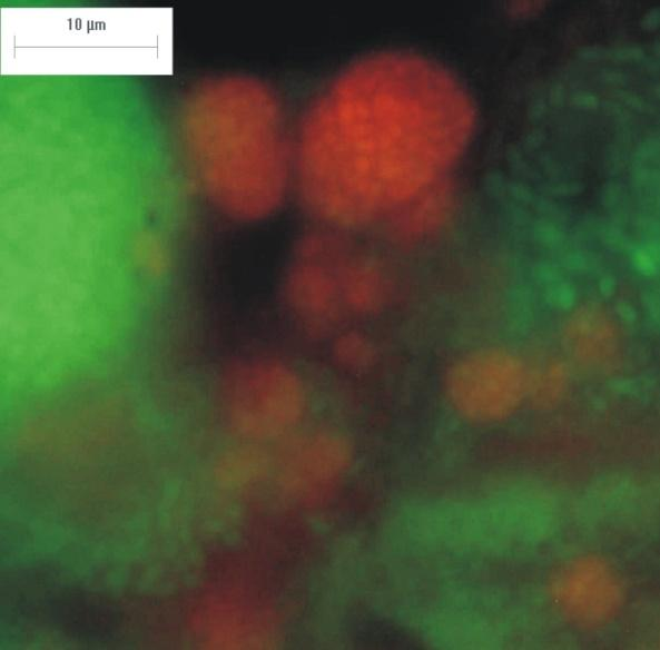 BIOLIT Kisebb NH 4 + koncentrációkat kedvelő nitrifikáló baktériumok (pl. Nitrosospira sp.