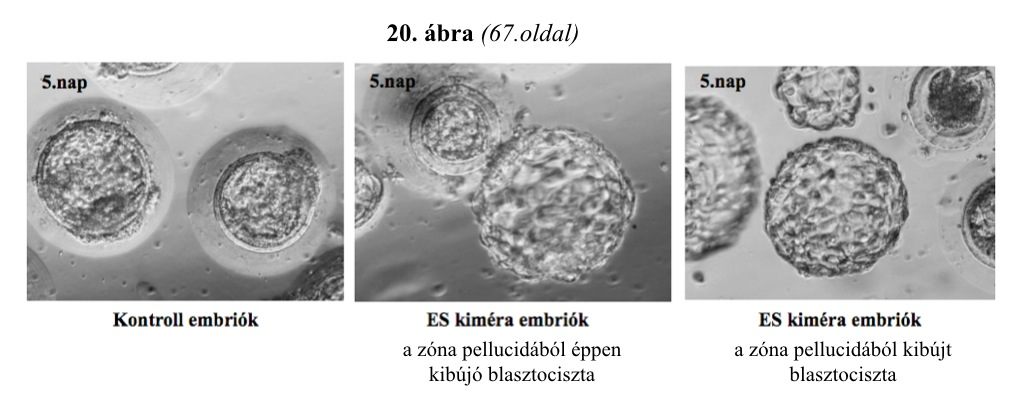 kezdetben egy XX-es, nem zöld embrióból származnak, akkor csak fehér petesejt termelődik, fehér utód fog születni.