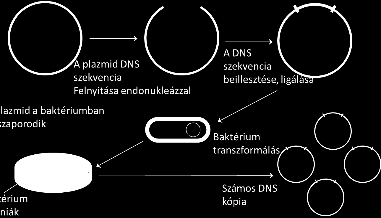 ligálása A plazmid a baktériumban felszaporodik Baktériumban