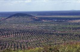 Trajnostno palmovo olje povzroča izsekavanje gozdov Rastlinezabiogoriva,posrednesprememberabezemljiščinizpusti Palmovo olje izpusti biodizla iz palmovega olja slabše kot pri fosilnih gorivih
