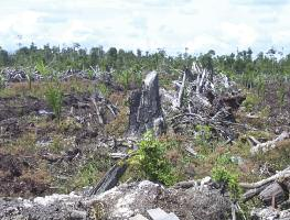 Trajnostno palmovo olje povzroča izsekavanje gozdov Rastlinezabiogoriva,posrednesprememberabezemljiščinizpusti SimeDarbyimatudi220.000hektarjevvLiberiji. 12 PetodpetinšestdesetihenotSimeDarby tj.