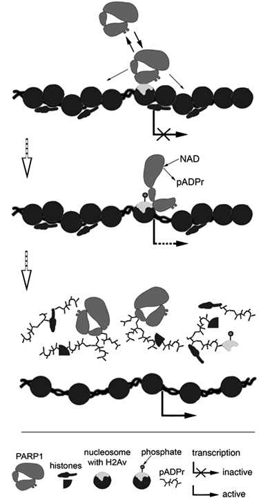 9. ábra A PARP-1 H2Av általi szabályozásának modellje (Kotova et al., 2011 nyomán) A H2Av variánst tartalmazó nukleoszómához nagy affinitással kötődik a PARP-1.