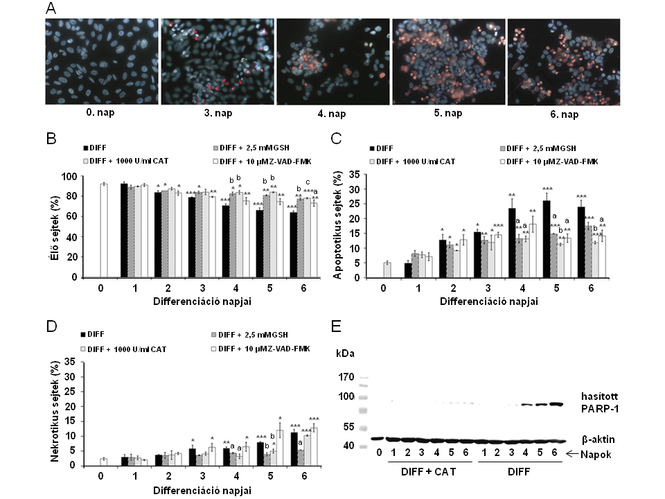 23. ábra A SAOS-2 sejtekben apoptózis és nekrózis indukálódik a differenciáció során (A) Sejthalál detektálása differenciálódó SAOS-2 sejtekben Hoechst 33342/propidium-jodid festéssel.