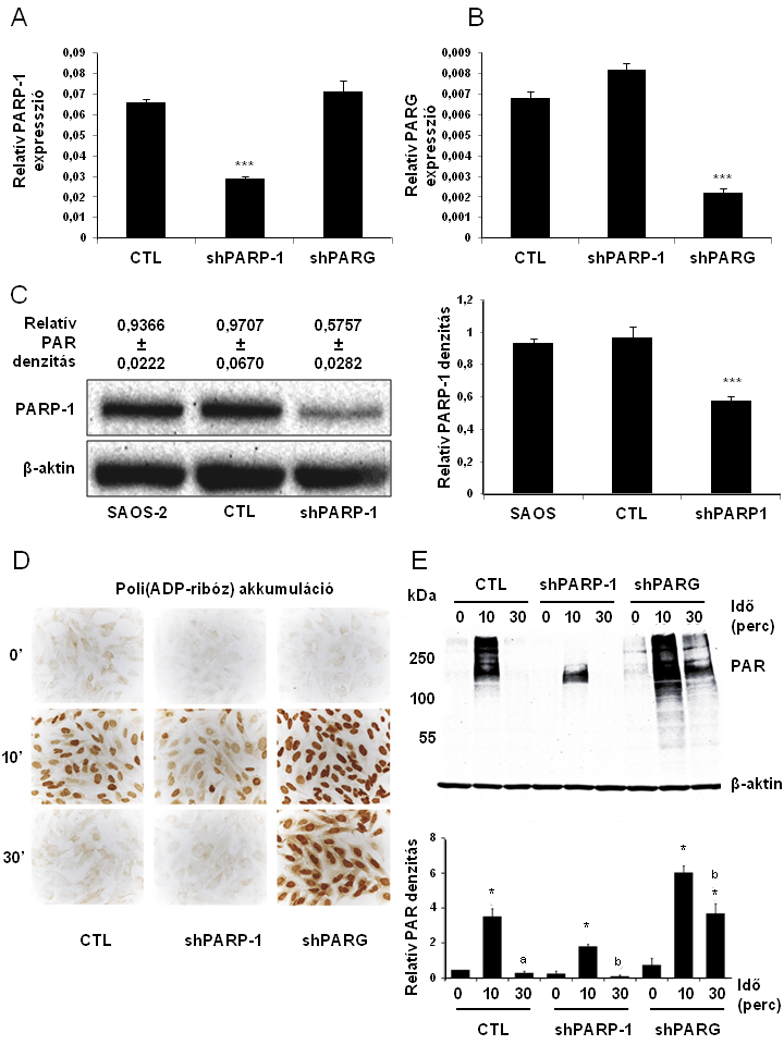 24. ábra PARP-1 illetve PARG csendesített SAOS-2 sejtvonalak létrehozása és jellemzése SAOS-2 sejtekben lentivirális rendszerrel stabilan csendesítettük a PARP-1 és a PARG enzimet.