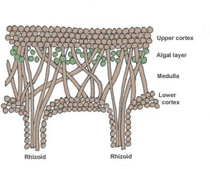 12. t: Zuzmók - Lichenophyta (Lichenes) telepes felépítéső, szimbionta lények, alaki és élettani egységek a zuzmók alakját és védelmét a gombák adják a gonídiumok