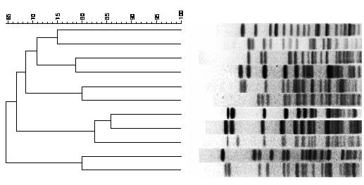 BP-1 BP-2 BP-3 BP-4 BP-5 BP-6 BP-7 BP-10 BP-11 Borsod-1 Borsod-2 Borsod-3 Somogy Pest Heves-1 Győr Veszprém Fejér Törzsek száma A járványok során izolált törzsek makrorestrikciós mintázatát 1,0%-os