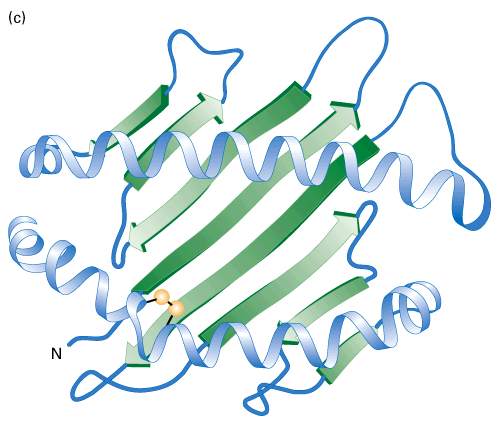 szerkezet: aminosav