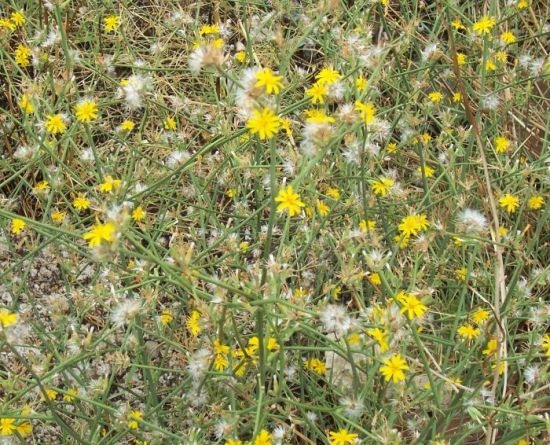 Groves és Williams (1975): földbentermő here (Trifolium subterraneum) és nyúlparéj (Chondrilla juncea) hajtás- és gyökér-versengését tesztelték.