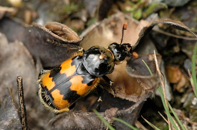 Kölcsönhatások szerint: 1. Interferencia: közvetlenül hatnak egymásra a kompetitív felek. Springett (1968): a temetőbogarak (Nicrophorus spp.