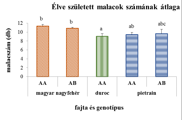 A magyar nagyfehér kocák kevesebb holt malacot hoztak világra, mint a duroc és a pietrain fajták 3,65 illetve 5,45 darabbal (P=0,003 és P<0,001).