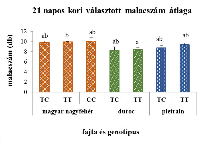 A holtan született malacok számának átlagai tekintetében 0,75 darabbal (P 0,005) jobb teljesítményt mutatott a duroc fajtánál, a pietrain kocákhoz viszonyítva pedig 1,01 malaccal (P<0,001) fialt