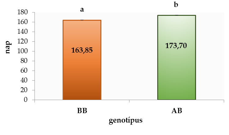 8. ábra: Két fialás közötti napok számának alakulása a magyar nagyfehér hússertés genotípusaiban a BF gén esetében A populációban a BB genotípus esetében szignifikánsan rövidebb volt a két fialás