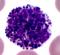 Neutrophil granulocyták: a