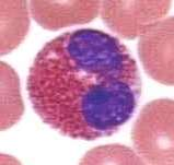 granulocyták/ hízósejtek: a