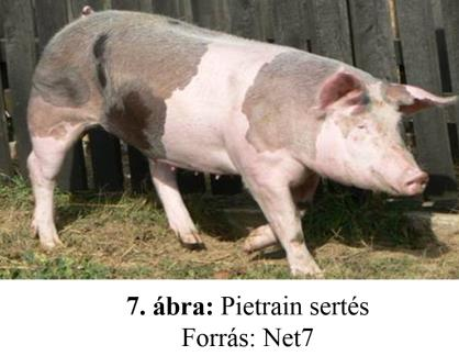 3.6.2. Pietrain A fajtát az 1920-as években fejlesztették ki Belgiumban (7. ábra). Előállításában berkshire, ibériai, nápolyi, kínai, sziámi és a francia bayen fajtákat használtak fel.