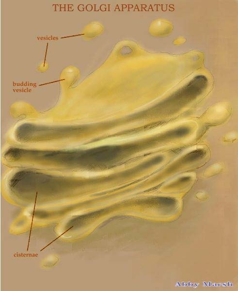 GOLGI