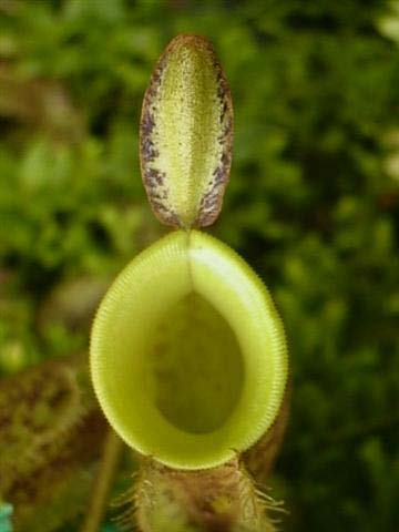 Passzív csapdák Veremcsapdák Saraccenia, Nepenthes,